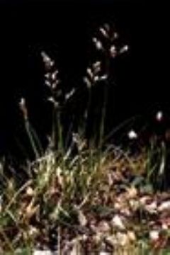 Lilium Pardarinum Steroidal Saponins